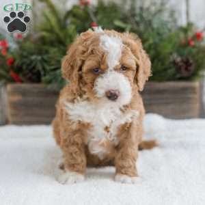 Destiny, Mini Bernedoodle Puppy